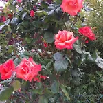 住宿加早餐酒店 La Rosa Rossa 卡利