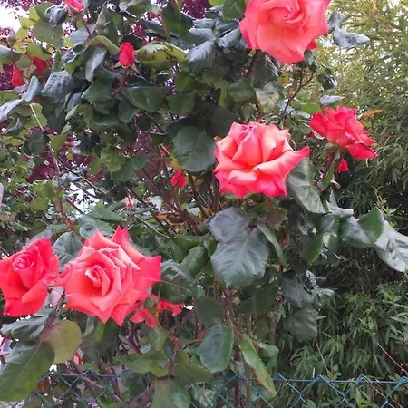 Frühstückspension La Rosa Rossa Cagli