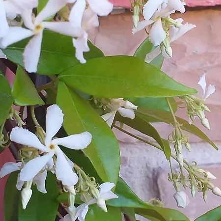 La Rosa Rossa Bed & Breakfast 3*