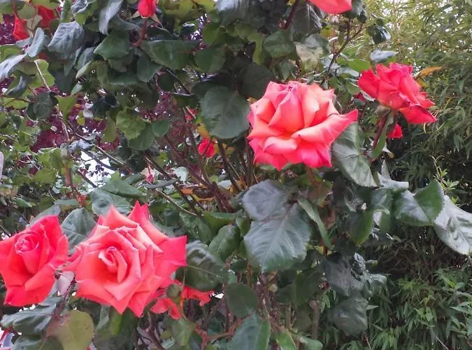 住宿加早餐酒店 La Rosa Rossa 卡利